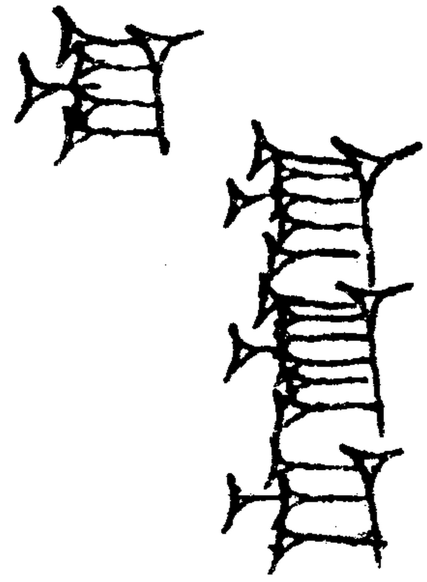1.signes2_html_m6cc31014.jpg 1.signes2_html_m6cc31014.jpg